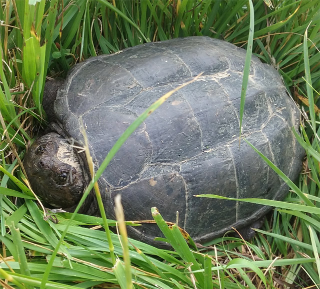 Snapping turtle found crawling in our front yard