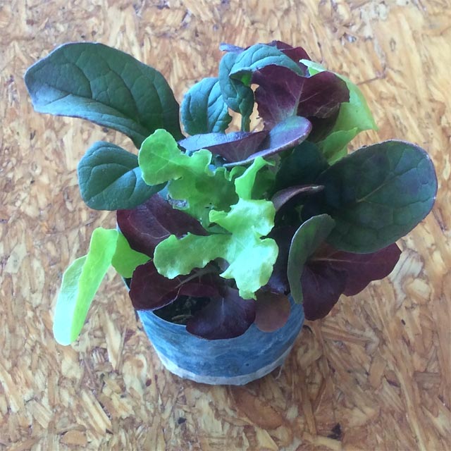 Starting spring garden lettuce indoors in dixie cups