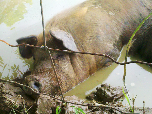 Cooling down in pig puddle