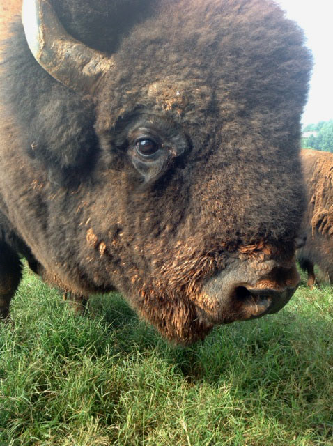 Close-up of buffalo at Carolina Bison