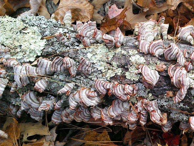 Colorful mushrooms on forest floor