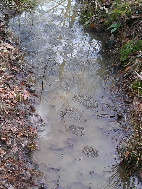 Spring puddle filled with frog eggs