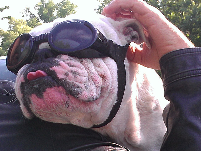Biker's bulldog in goggles