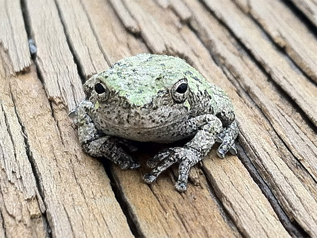 Tiny moss covered frog  Asheville Farm in Asheville, NC