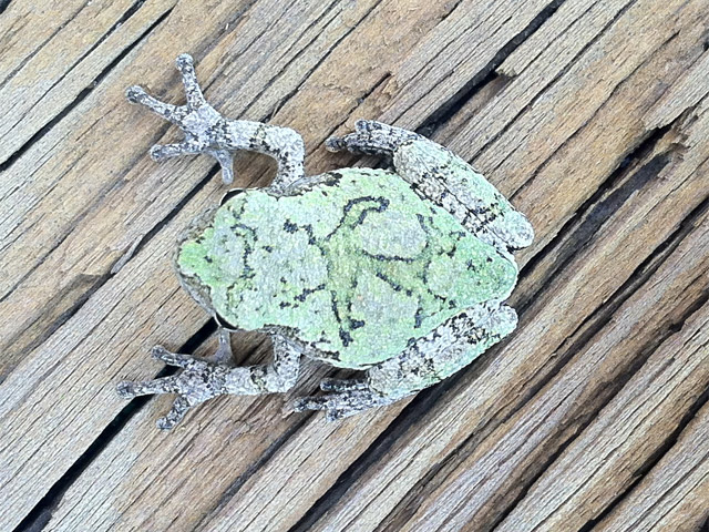 Little frog in moss-colored camo