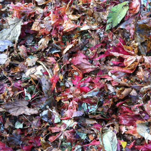 Autumn colors around asheville