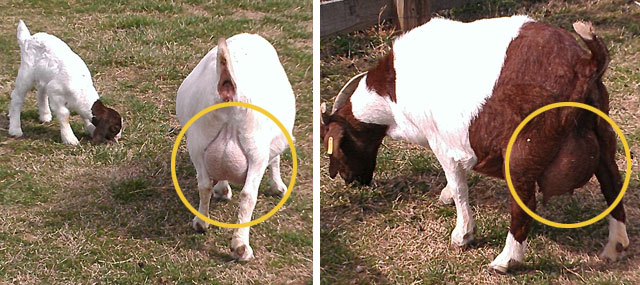 Goats with full udders