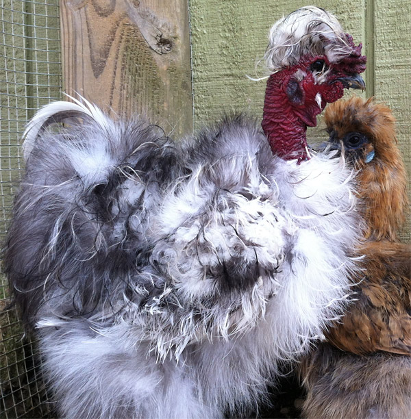 Turken - Silkie chicken cross