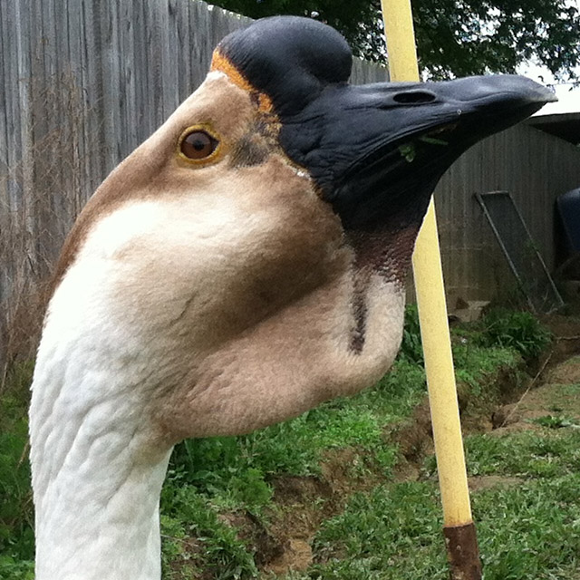 Brown Chinese Goose at Carolina Waterfowl Rescue