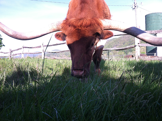 Longhorn bull in Fairview, NC
