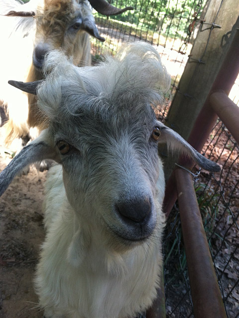 Adorable young Cashmere goat buck