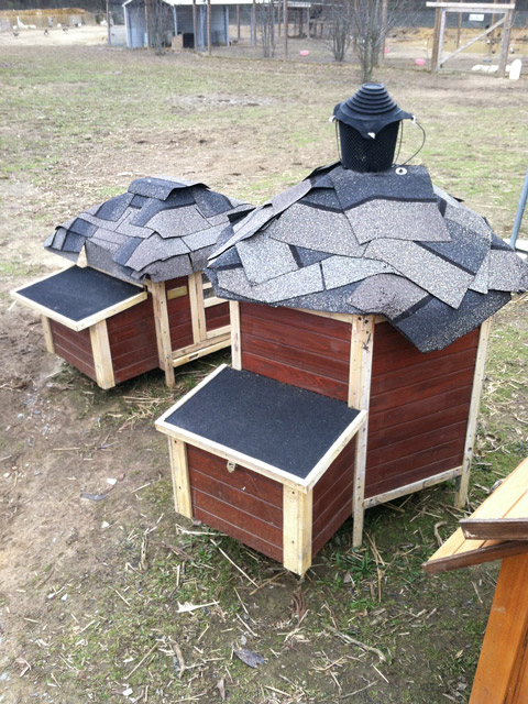 DIY chicken coop shingling job