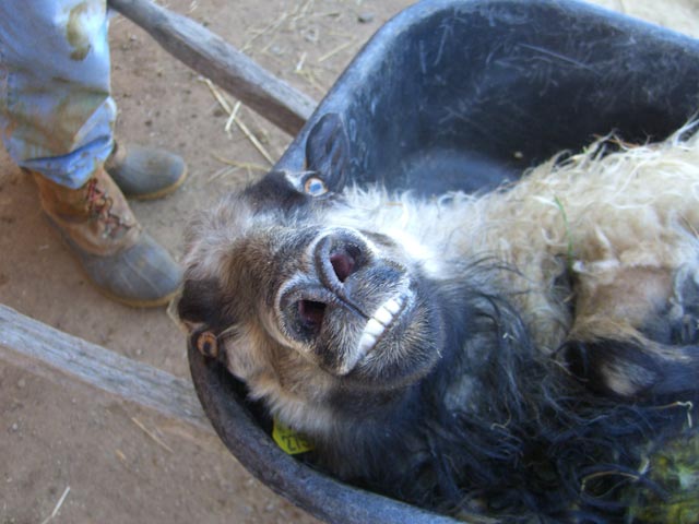 Difficult Icelandic sheep ram at shearing time