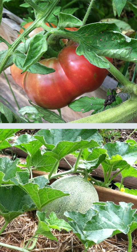 Volunteer vegetable garden