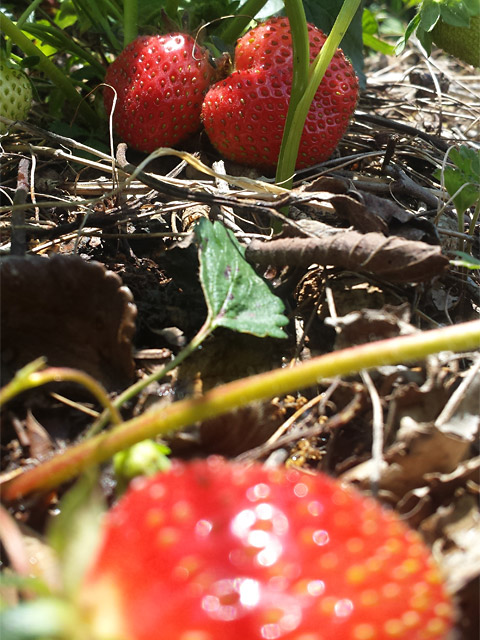 Picking strawberries on May Day