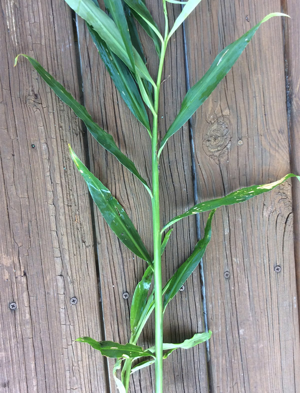 Volunteer ginger plant in garden