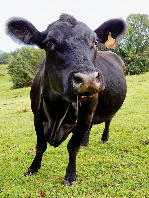 Friendly, slanting cow