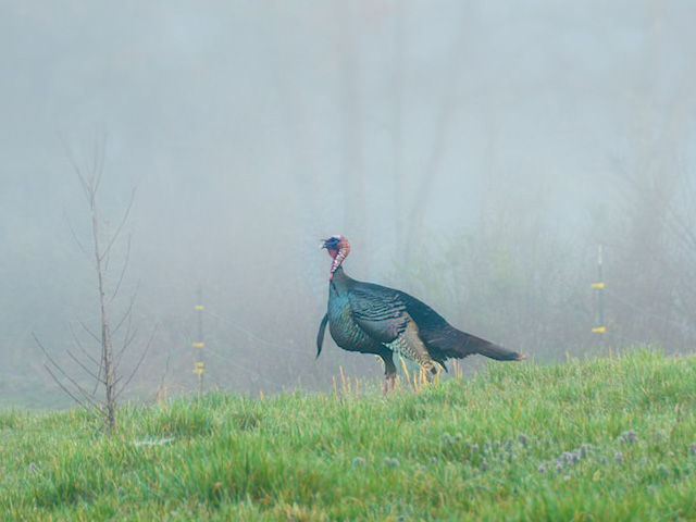 Wild Turkey on Misty Morning