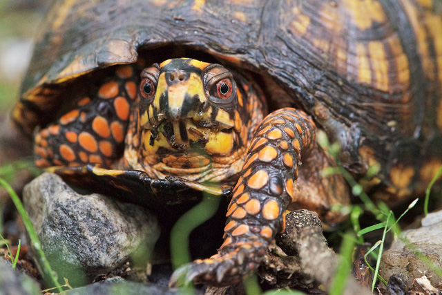 Box turtle closeup