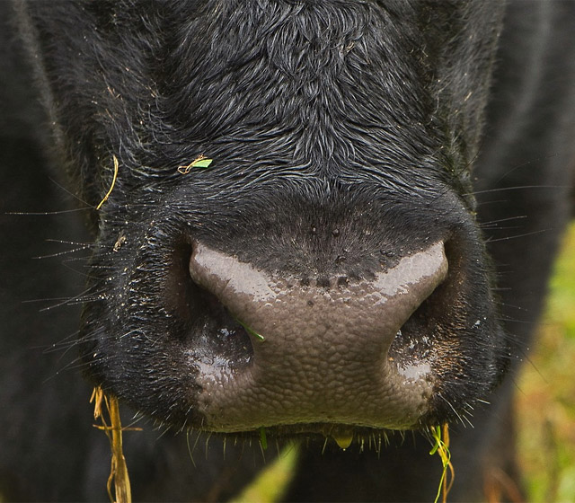 Cow nose up-close