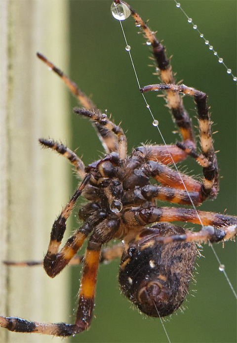 Happy Halloween 2018! Garden spider in morning dew