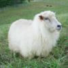 Sheep in full wool
