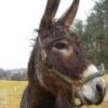 Millie (guard donkey)