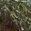 Christmas tree lichen