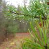 Pine rain drops