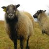 Icelandic rams