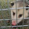 Opossum in chicken coop