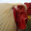 Rooster close-up
