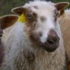 Brown Icelandic sheep