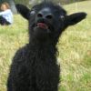 Lamb, "FEED ME!"