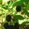 Wild blackberries