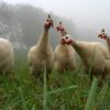 Guinea hens