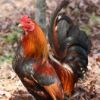beautiful-feral-rooster.php