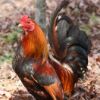 Wild rooster