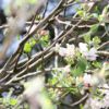 Spring apple blossoms