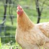 Buff Orpington hen