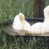 Farm ducks swimming