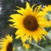 Wild sunflower