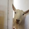 Goat peeking open door