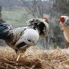 Hen & rooster standoff 5/5
