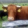 Brown cow