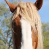 Belgian draft horse