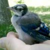 Baby bluejay