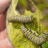 Monarch caterpillar