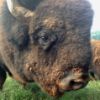 Carolina Bison farm