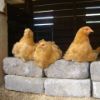 Hens in barnyard